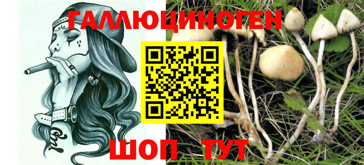 Псилоцибиновые грибы GOLDEN TEACHER  Вход с VPN  Казань  Псилоцибиновые грибы ЛСД 
